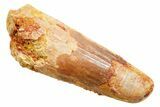 Fossil Spinosaurus Tooth - Feeding Worn Tip #362914-1